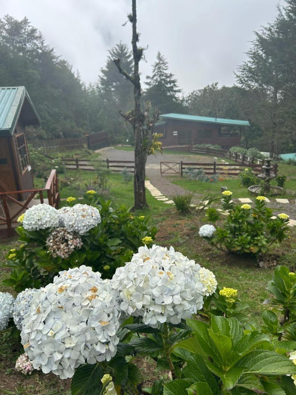 Curuba Lodge Copey Ngoại thất bức ảnh